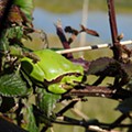 Rela-comum (Hyla molleri)